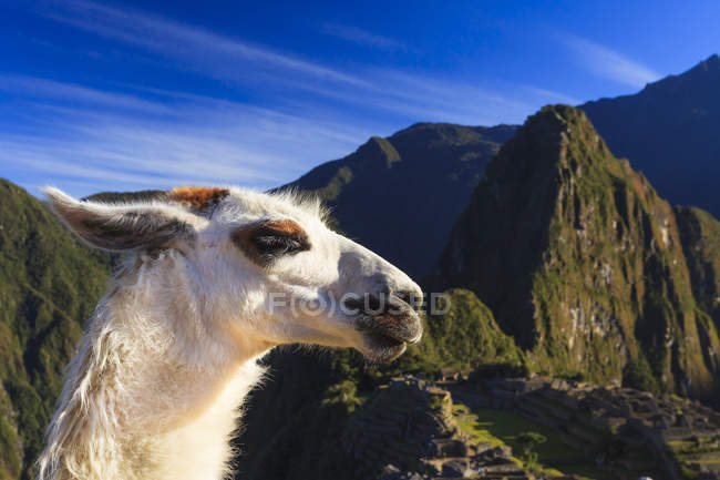 Llama no icônico sítio arqueológico de Machu Picchu na região de Cusco, província de Urubamba, distrito de Machupicchu, Peru, América do Sul — Fotografia de Stock