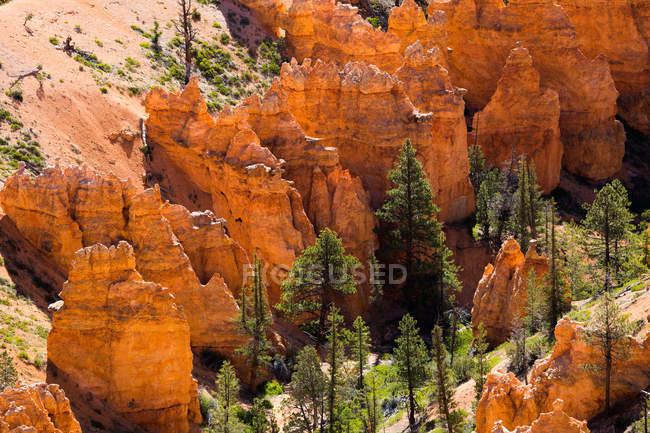 Parque Nacional Bryce Canyon. A principal característica do parque é Bryce Canyon, que apesar de seu nome, não é um cânion, mas uma coleção de anfiteatros naturais gigantes ao longo do lado leste do Planalto Paunsaugunt, Utah, EUA. — Fotografia de Stock