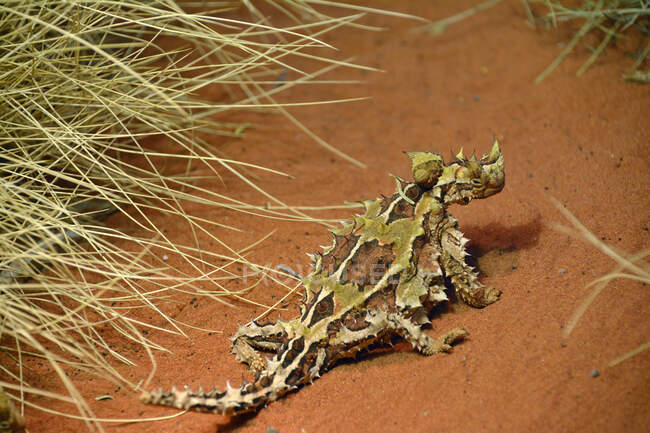 Moloch horridus, dorniger Drache oder dorniger Teufel, Wüste, Zentralaustralien — Stockfoto