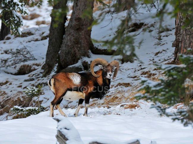 Muflone Ovis orientalis, Fassa Valley, Dolomites, Trentino, Itália, Europa — Fotografia de Stock