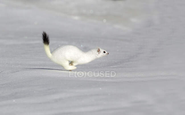 Эрминер, бегущий по снегу, Национальный парк Стелла, Ломбардия, Италия — стоковое фото