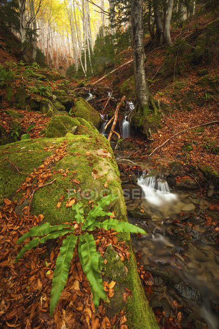 Algunas pequeñas caídas en el bosque en Bosco della Morricana madera, Ceppo, Abruzos, Italia, Europa - foto de stock