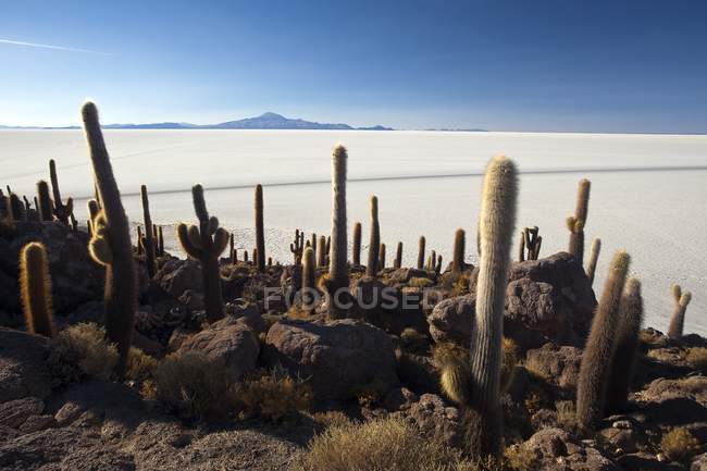 Cactus são as únicas formas de vida em Isla del Pescado, Salar de Uyuni, South Lipez, Bolívia, América do Sul — Fotografia de Stock