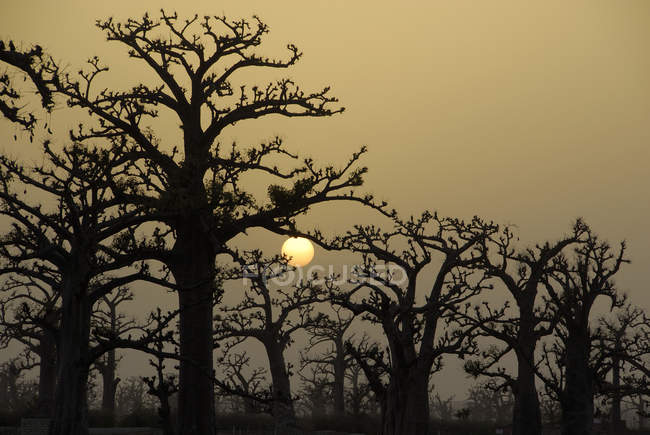 Baobá ao pôr-do-sol, República do Senegal, África — Fotografia de Stock
