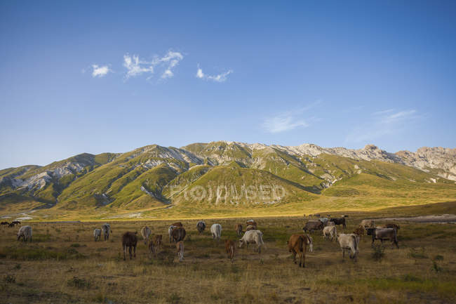 Vacas está deitado aos pés das montanhas em Campo Imperatore, Abruzzo, Itália, Europa — Fotografia de Stock