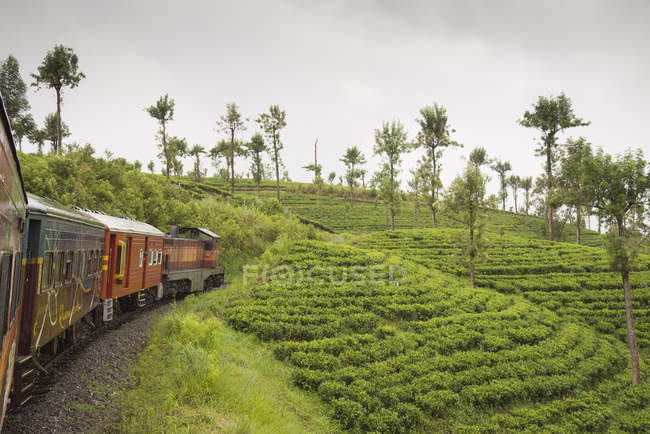 Campos de té plantaciones alrededor de Ella, Sri Lanka, Asia - foto de stock