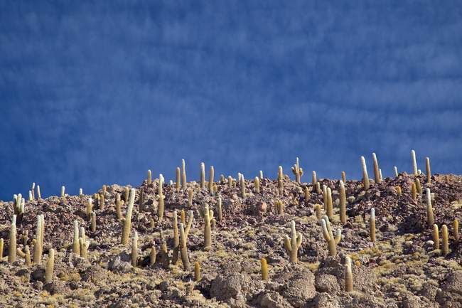 Cactus survive high altitude and arid climate on the Island of Pescado in the center of the Salar de Uyuni, South Lipez, Bolivia, South America — Stock Photo