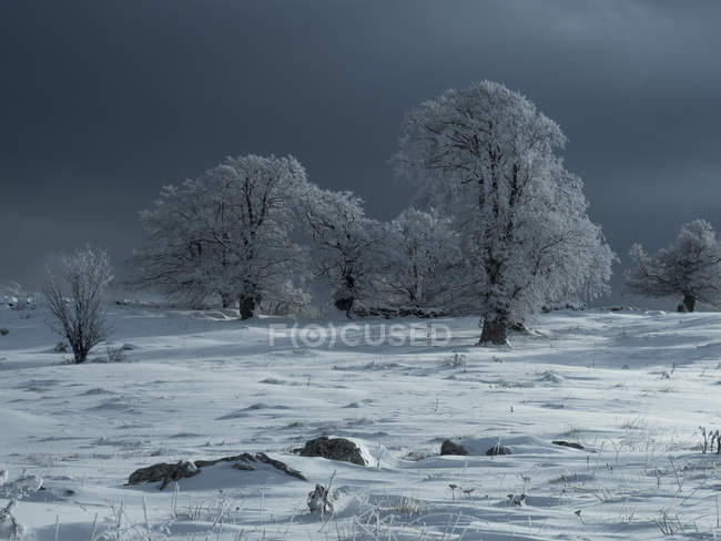Paysage enneigé à Bes alm sur le plateau de Brentonico, Monte Baldo, Trentin, Italie, Europe — Photo de stock