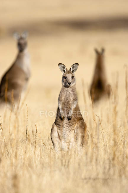 Canguru cinzento oriental ou canguru silvestre (Macropus giganteus), retrato frontal, Austrália, Tasmânia — Fotografia de Stock