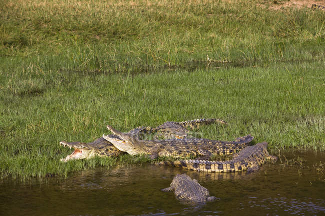 Ніл крокодилів (крокодил ніотичний) на берегах річки Вікторія Ніл у місті Мурчісон Фоллс, Уганда — стокове фото