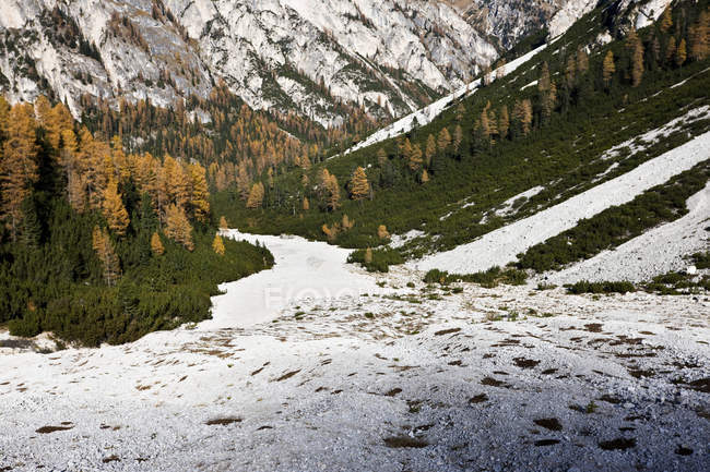Forêt de montagne avec mélèzes de couleur jaune à l'automne dans le Laerchental (vallée des mélèzes) au Tyrol du Sud, Prags, Parc naturel Fanes Sennes Prags, Tyrol du Sud, Haut Adige, Italie — Photo de stock
