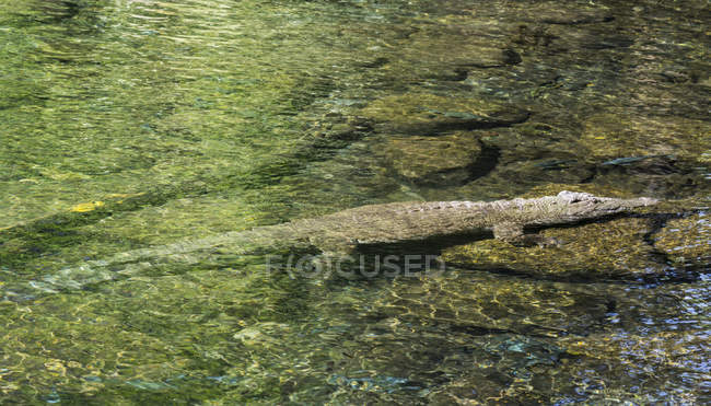 Ніл Крокодил (крокодил Ніотичний) у кришталево чистому водоводі Mzima-Спрінгс на території Національного парку Тсаво-Вест. Африки, Східної Африки, Кенії, Tasvo West NP, грудень — стокове фото