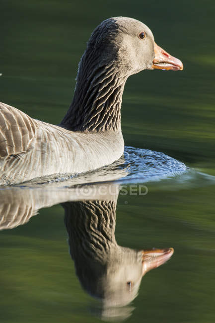 Greylag goose (Anser anser). Europe, central europe, germany, bavaria, munich, May — Stock Photo