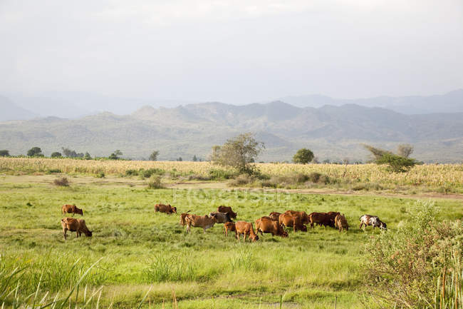 Ganado pastando en pastos, Rift Valley Africa, África Oriental, Etiopía - foto de stock
