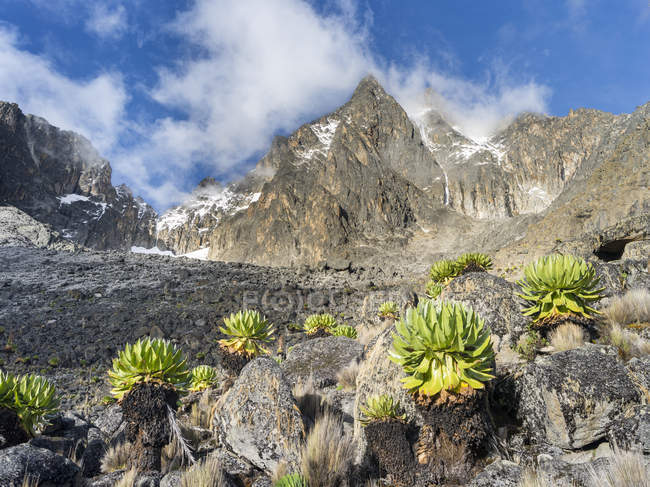 Mount Kenya Nationalpark im Hochland Zentralkenias, ein UNESCO-Weltkulturerbe. der zentrale teil des kenya-berges mit batian (links) und nelion (rechts) mit typischer afroalpiner vegetation aus riesigen lobelien und riesenmuscheln. der westliche Ro — Stockfoto