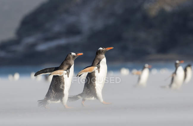 Gentoo Penguins (Pygoscelis papua) на Фолклендских островах, пересекая широкий песчаный пляж во время прогулки к их новичкам. Южная Америка, Фолклендские острова, январь — стоковое фото
