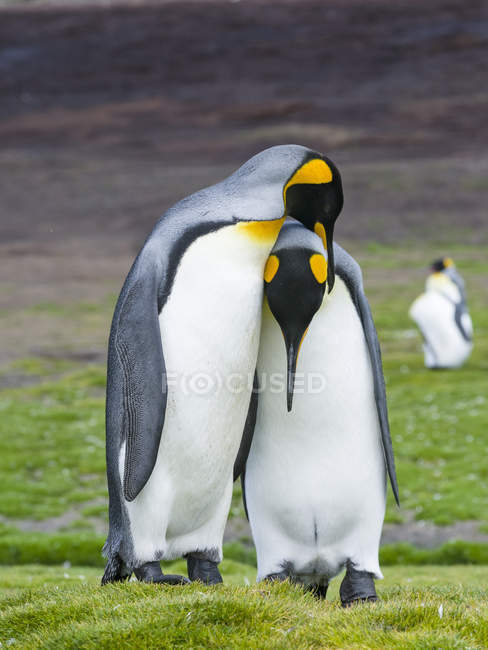 Re Pinguini (Aptenodytes patagonicus) sulle isole Falkand nell'Atlantico meridionale. Mostra del corteggiamento. Sud America, Isole Falkland, gennaio — Foto stock