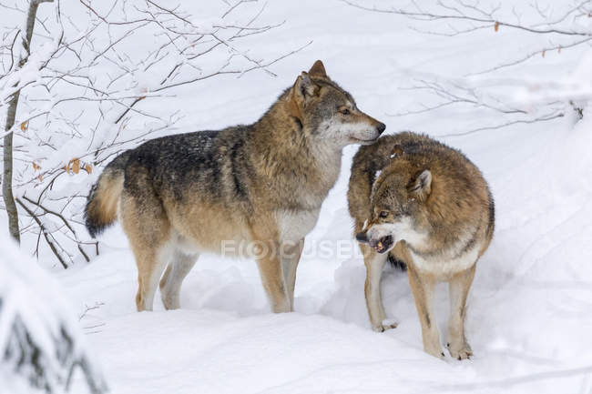 Loups gris (Canis lupus) pendant l'hiver dans le parc national de la forêt bavaroise (Bayerischer Wald). Europe, Europe centrale, Allemagne, Bavière, janvier — Photo de stock