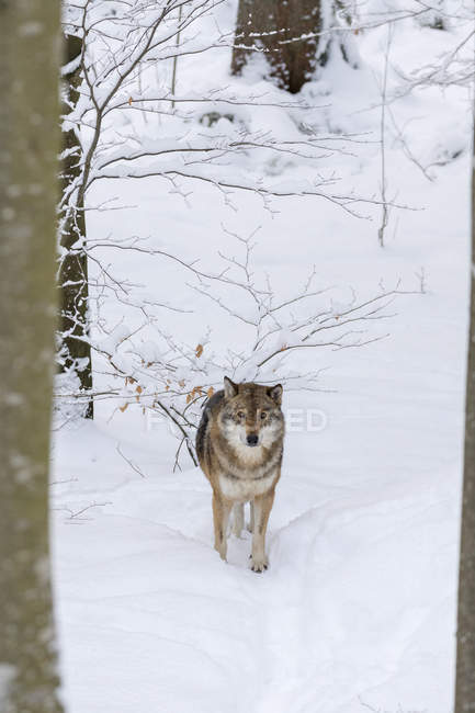 Grauwolf (canis lupus) im Winter im Nationalpark Bayerischer Wald. europa, mitteleuropa, deutschland, bayern, januar — Stockfoto