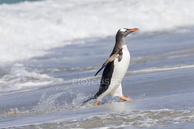 Gentoo-Pinguin (pygoscelis papua), Falklandinseln. Südamerika, Falklandinseln, Januar — Stockfoto