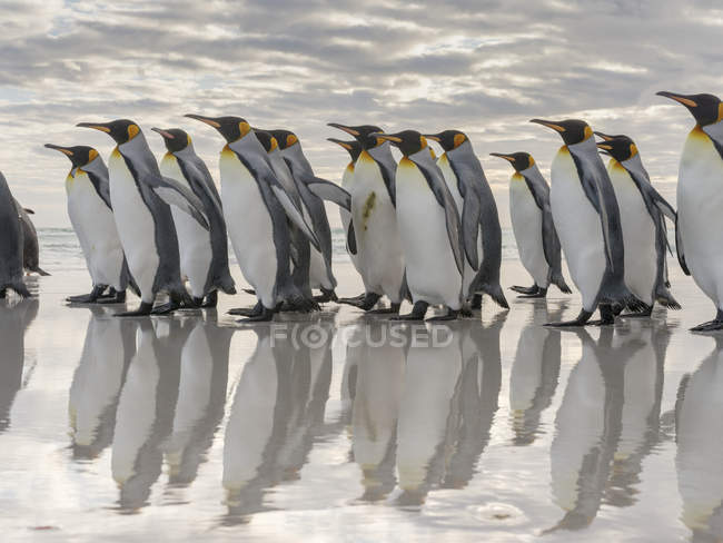 King Penguins (Aptenodytes patagonicus) on the Falkland Islands in the South Atlantic. América del Sur, Islas Malvinas, enero - foto de stock