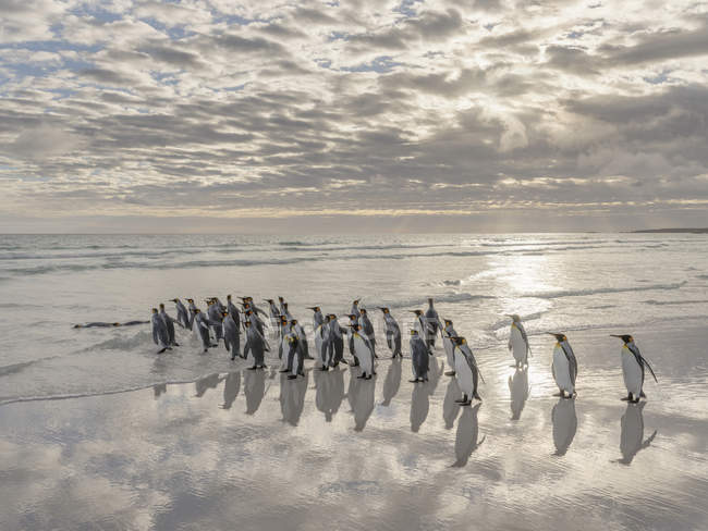 King Penguins (Aptenodytes patagonicus) on the Falkland Islands in the South Atlantic. South America, Falkland Islands, January — Stock Photo