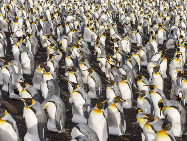 King Penguins (Aptenodytes patagonicus) на Фолклендских островах в Южной Атлантике. Южная Америка, Фолклендские острова, январь — стоковое фото
