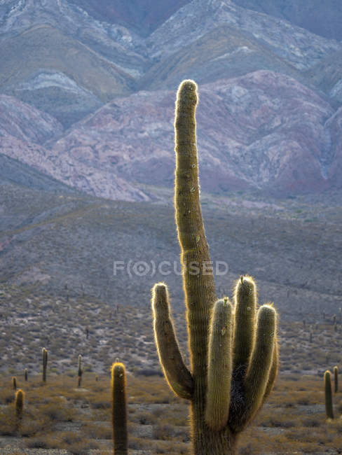 Parc national Los Cardones dans la région Valles Calchaquies près de Cachi, province salta. Le NP protège le cactus Cardon (Echinopsis atacamensis). Amérique du Sud, Argentine, Cachi, novembre — Photo de stock