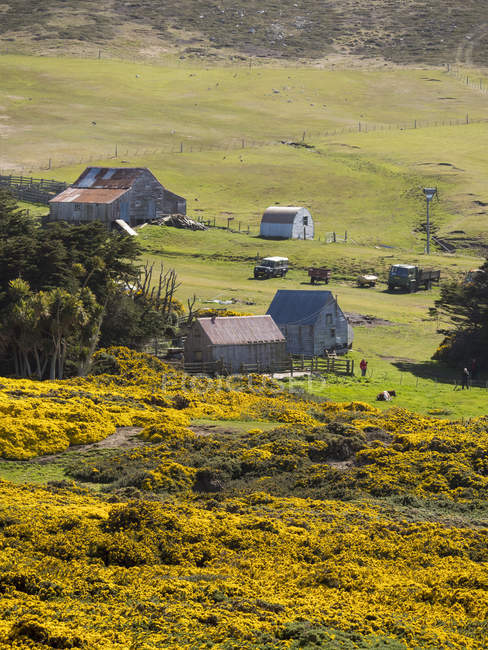 Carcass Island, a small island in the West Falklands.  South America, Falkland Islands, November — Stock Photo
