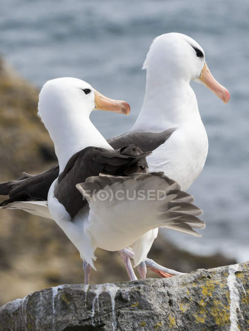 Black-browed albatross or black-browed mollymawk (Thalassarche melanophris). South America, Falkland Islands, November — Stock Photo