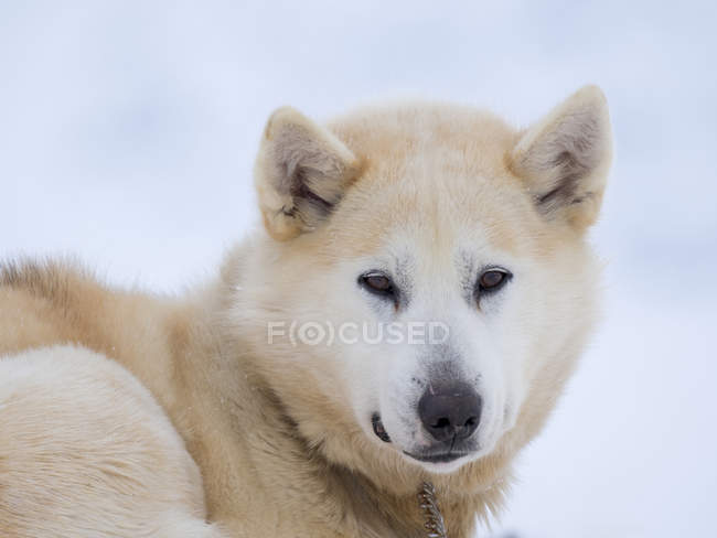 Санчата собака взимку в Uummannaq на північному заході Гренландії. Собака команди як і раніше є проектом тварин для рибалок сіл. Північна Америка, Гренландія, Данія — стокове фото
