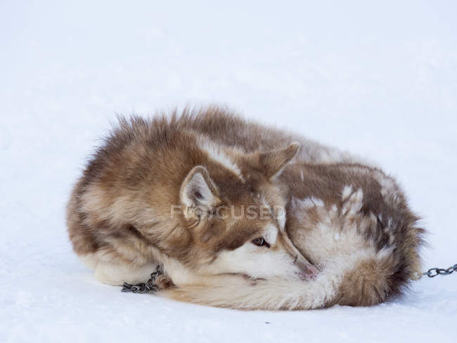 Санчата собака взимку в Uummannaq на північному заході Гренландії. Собака команди як і раніше є проектом тварин для рибалок сіл і залишитися всю зиму на морському льоду фіорд. Північна Америка, Гренландія, Данія — стокове фото
