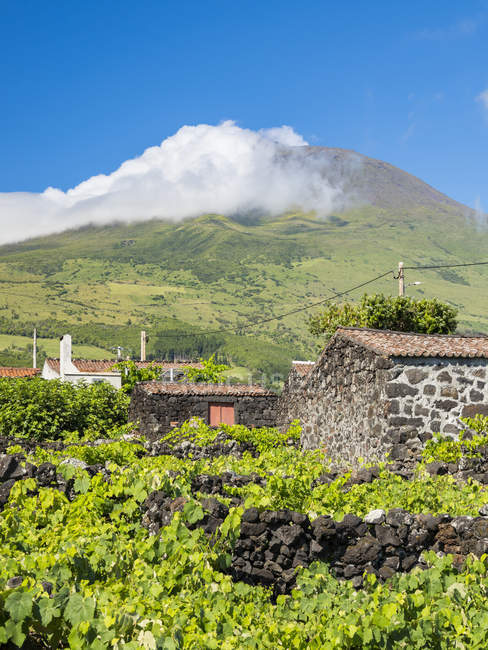 Traditional viniculture near Sao Mateus, traditional wine growing on Pico is listed as UNESCO world heritage.  Pico Island, an island in the Azores (Ilhas dos Acores) in the Atlantic ocean. The Azores are an autonomous region of Portugal. Europe, Por — Stock Photo