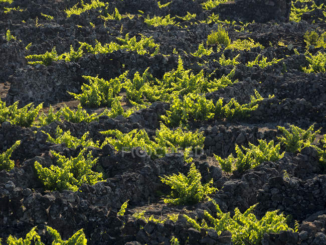 Traditional viniculture near Criacao Velha, traditional wine growing on Pico is listed as UNESCO world heritage.  Pico Island, an island in the Azores (Ilhas dos Acores) in the Atlantic ocean. The Azores are an autonomous region of Portugal. Europe, — Stock Photo