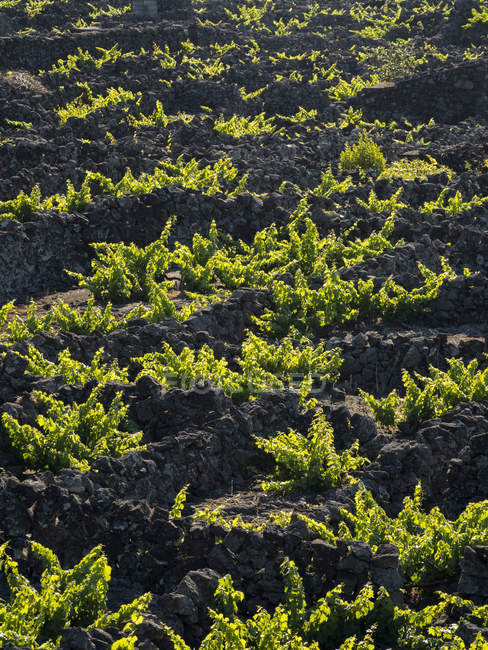 Viniculture traditionnelle près de Criacao Velha, la viticulture traditionnelle sur Pico est inscrite au patrimoine mondial de l'UNESCO. Île de Pico, une île des Açores (Ilhas dos Acores) dans l'océan Atlantique. Les Açores sont une région autonome du Portugal. Europe , — Photo de stock