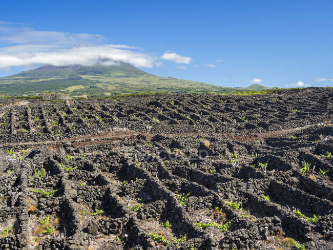 Traditional viniculture near Lajido, traditional wine growing on Pico is listed as UNESCO world heritage.  Pico Island, an island in the Azores (Ilhas dos Acores) in the Atlantic ocean. The Azores are an autonomous region of Portugal. Europe, Portuga — Stock Photo