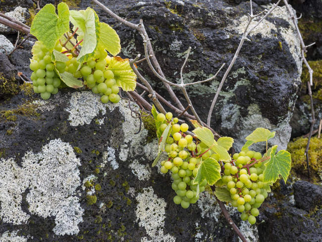Viticoltura tradizionale vicino Lajido, viticoltura tradizionale su Pico è elencato come patrimonio mondiale dell'UNESCO. Isola di Pico, un'isola delle Azzorre (Ilhas dos Acores) nell'oceano Atlantico. Le Azzorre sono una regione autonoma del Portogallo. Europa, Portogallo — Foto stock