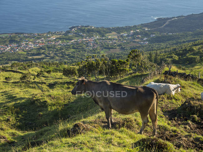 Pasture with cows , view towards Sao Mateus, Sao Caetano.  Pico Island, an island in the Azores (Ilhas dos Acores) in the Atlantic ocean. The Azores are an autonomous region of Portugal. Europe, Portugal, Azores — Stock Photo