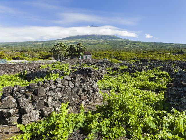 Traditioneller Weinbau in der Nähe von Lajido, traditioneller Weinanbau auf Pico ist UNESCO-Weltkulturerbe. pico island, eine Insel in den Azoren (ilhas dos acores) im Atlantik. die azoren sind eine autonome region portugals. Europa, Portugal — Stockfoto