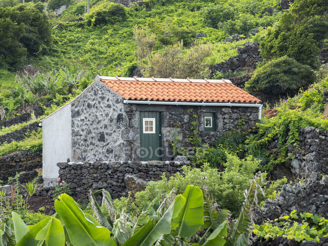 Dorf calheta de nesquim, kleine traditionelle Weinberge mit Gebäude für Weinlese und Lagerung. pico island, eine Insel in den Azoren (ilhas dos acores) im Atlantik. die azoren sind eine autonome region portugals. europa, portugal, azor — Stockfoto