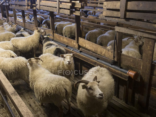 Celeiro com ovelhas. Fazenda tradicional perto de Vik y Myrdal na ilha durante o inverno depois de uma nevasca pesada. Europa, Norte da Europa, Escandinávia, Islândia, Fevereiro — Fotografia de Stock