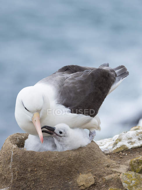 Adult feeding chick on tower shaped nest. Black-browed albatross or black-browed mollymawk (Thalassarche melanophris). South America, Falkland Islands,  January — Stock Photo