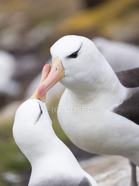 Black-browed albatross or black-browed mollymawk (Thalassarche melanophris), typical courtship and greeting behaviour. South America, Falkland Islands, January — Stock Photo