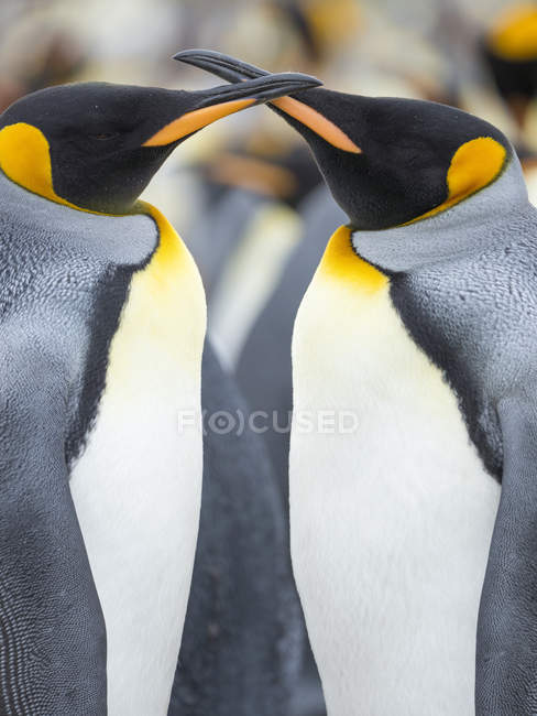 Pingouins royaux (Aptenodytes patagonicus) sur les îles Malouines dans l'Atlantique Sud. Amérique du Sud, Îles Malouines, janvier — Photo de stock