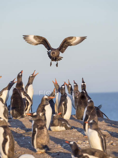 Охота на пингвинов (Pygoscelis papua), парящих над колонией. Falkland Skua или Brown Skua (Stercorarius antarcticus, точная таксономия оспаривается). Это большие скуа южного полярного и приполярного региона. Южная Америка, Falk — стоковое фото