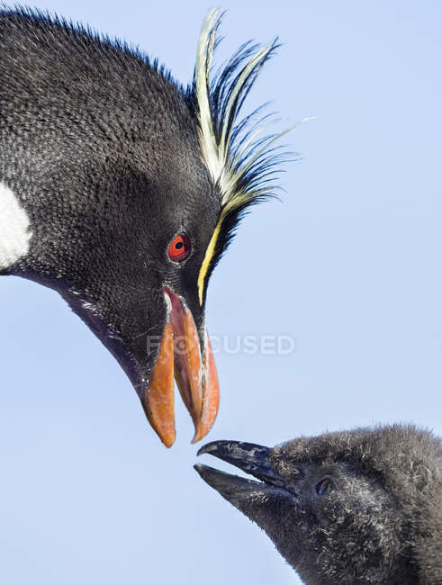 Pintainho com adulto em Bleaker Island. Pinguins Rockhopper (Eudyptes chrysocome), subespécie Pinguim Rockhopper do Sul (Eudyptes chrysocome crisocome). América do Sul, Ilhas Malvinas, janeiro — Fotografia de Stock