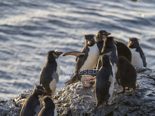Salendo attraverso una scogliera scoscesa e rocciosa Rockhopper Penguins (Eudyptes chrysocome), sottospecie Southern Rockhopper Penguin (Eudyptes chrysocome chrysocome). Sud America, Isole Falkland, gennaio — Foto stock