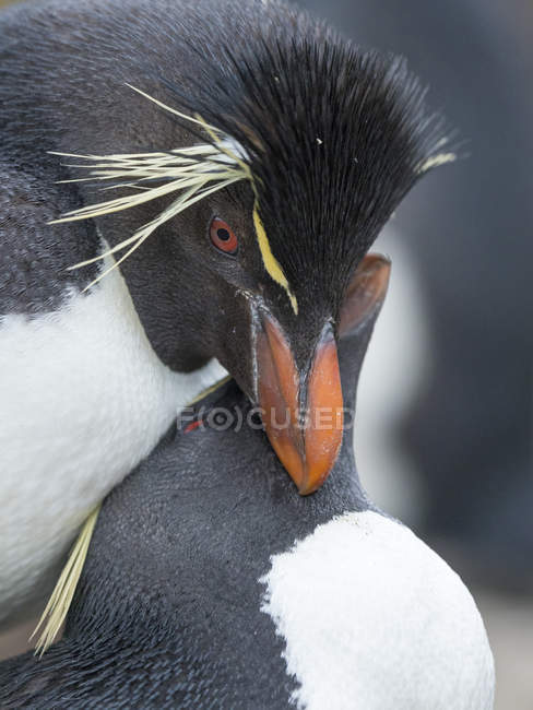 L'accoppiamento. Pinguini Rockhopper (Eudyptes chrysocome), sottospecie Pinguino Rockhopper meridionale (Eudyptes chrysocome chrysocome). Sud America, Isole Falkland, gennaio — Foto stock