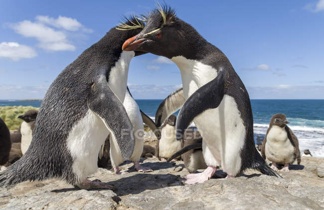 Pinguins Rockhopper (Eudyptes chrysocome), subespécie Pinguim Rockhopper do Sul (Eudyptes chrysocome crisocome). América do Sul, Ilhas Malvinas, janeiro — Fotografia de Stock