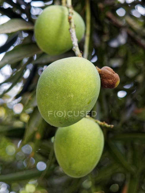 Alberi di mango, Yogyakarta, Jawa, Indonesia, Asia — Foto stock